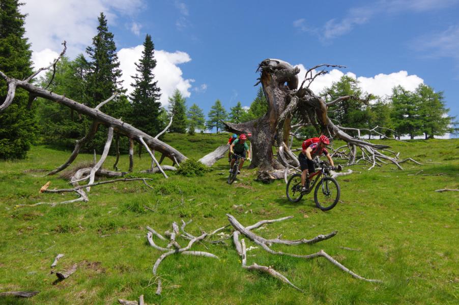 Foto von zwei Mountainbikern bei der Abfahrt um einen gestürzten Baum herum